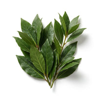 Bay leaf