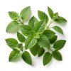 Indian Patchouli