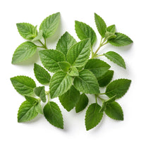 indian patchouli