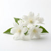 Jasmine Grandiflora
