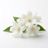 jasmine grandiflora